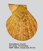Semipallium crouchi
